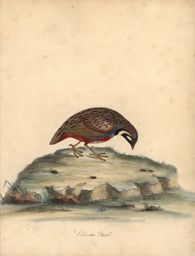 蓝胸鹌鹑，Coturnix chinensis。(中国鹌鹑，Tetrao chinensis）威廉-海斯（William Hayes）为奥斯特利公园门诊部珍稀奇特鸟类肖像绘制的插图的手工彩色铜版雕刻，伦敦：布尔默出版社。 作者 威廉·海斯