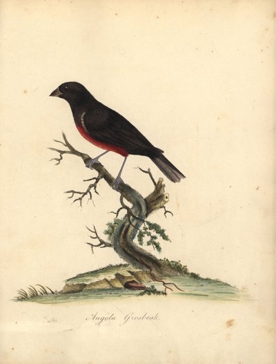 栗腹种子雀，Oryzoborus angolensis。 （安哥拉粗嘴雀、Loxia angolensis）威廉·海斯 (William Hayes) 手绘插图铜版雕刻，出自伦敦奥斯特利公园动物园珍稀和好奇鸟类的肖像：布尔默 (Bulmer) 作者 威廉·海斯