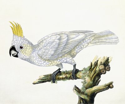 Cocatoo，1779 作者 威廉·海斯