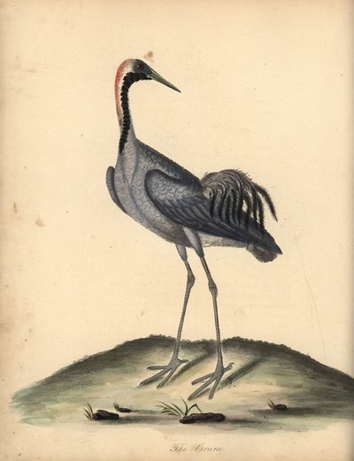 普通鹤，鹤。 （Ardea grus）威廉·海耶斯（William Hayes）手绘插图的铜版雕刻，来自奥斯特利公园动物园的稀有和好奇的鸟类肖像。 作者 威廉·海斯
