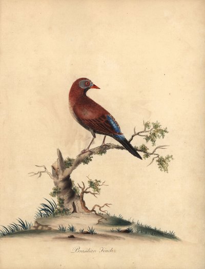 普通巴西雀（Uraeginthus granatinus），原产于非洲。(Brazilian finch, Fringilla granatina) 威廉-海斯（William Hayes）为《奥斯特利公园珍奇鸟类肖像》中的一幅插图绘制的手工彩色铜版画，伦敦：Bu. 作者 威廉·海斯