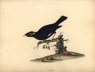 常见的八哥，Gracula religiosa。 （小 grakle）威廉·海斯 (William Hayes) 绘制的手绘铜版插图，选自《奥斯特利公园动物园中珍稀和好奇的鸟类肖像》（伦敦：布尔默） 作者 威廉·海斯