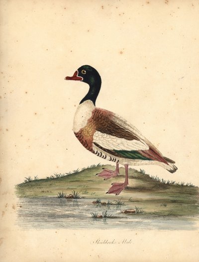 普通赤麻鸭，Tadorna tadorna。(奥斯特利公园珍奇鸟类肖像》（伦敦：Bulmer）中威廉-海斯的插图的手工彩色铜版画。 作者 威廉·海斯