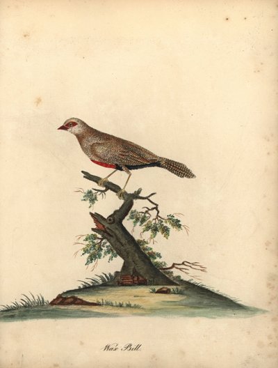 普通蜡嘴鸟，Estrilda astrild。 (Loxia astreld) 威廉·海斯 (William Hayes) 绘制的手绘铜版插图，选自《奥斯特利公园动物园珍稀鸟类肖像》。 作者 威廉·海斯