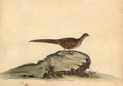 画眉雉（Phasianus pictus）手工彩色铜版雕刻，插图出自威廉-海斯的《奥斯特里珍奇鸟类肖像》中的安-海斯和艾米莉-海斯。 作者 威廉·海斯