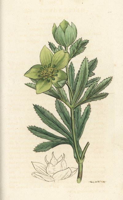 绿鹤望兰，Helleborus viridis。詹姆斯-索尔比（James Sowerby）的手工彩色铜版雕刻，选自伦敦詹姆斯-史密斯的《英国植物学》。 作者 威廉·海斯