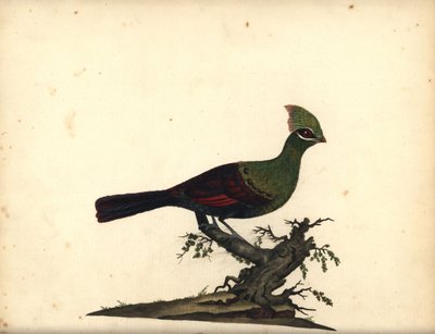几内亚或绿色turaco，Tauraco persa。 （Touraco，Cuculus persa）威廉·海耶斯（William Hayes）手绘插图铜版雕刻，来自伦敦奥斯特利公园动物园的稀有和好奇鸟类肖像：布尔默 作者 威廉·海斯