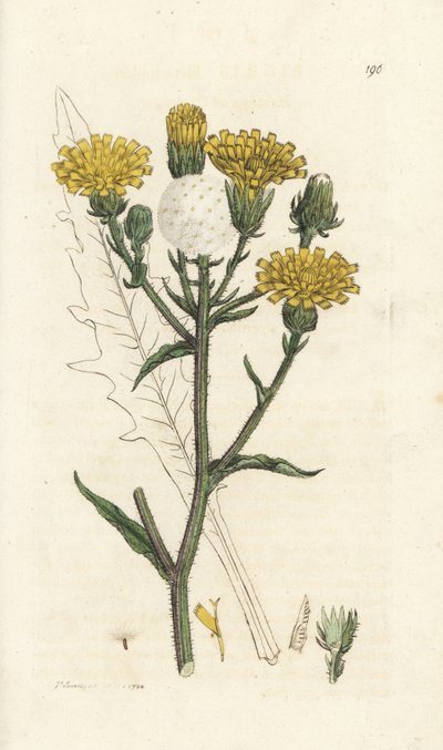 山楂牛舌，Piris hieracioides。 詹姆斯·索尔比 (James Sowerby) 手工上色铜版雕刻，来自伦敦詹姆斯·史密斯英国植物学 (James Smith