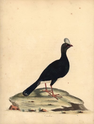 角马，Pauxi unicornis。濒危。(Cushew, Crax pauxi）。威廉-海斯（William Hayes）为《奥斯特里公园珍稀奇特鸟类肖像》（伦敦：Bulmer）中的一幅插图绘制的手工彩色铜版画。 作者 威廉·海斯