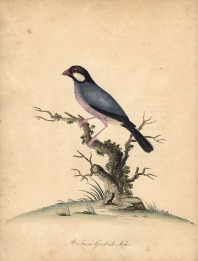 爪哇麻雀，Lonchura oryzivora。 易受伤害的。 （Java grosbeak，Loxea oryxivora）威廉·海耶斯（William Hayes）手绘插图铜版雕刻，来自伦敦奥斯特利公园动物园的稀有和好奇鸟类肖像：布尔默 作者 威廉·海斯