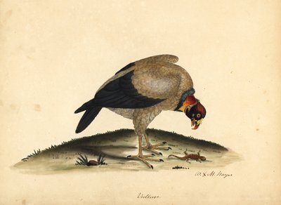 王秃鹫，Sarcoramphus papa (Vultur papa)。 威廉·海斯 (William Hayes) 和他的女儿 M（玛蒂尔达）绘制的手绘铜版插图，来自《奥斯特利公园动物园珍稀鸟类肖像》。 作者 威廉·海斯