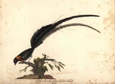 长尾天堂雀，雄性（红胸长尾雀，Emberiza paradisaea）手绘铜版画，插图作者为威廉-海斯（William Hayes），选自《奥斯特利公园门纳画廊珍稀奇特鸟类肖像》（Portraits of Rare and Curious Birds from the Menagery of Osterly Park, Lo）。 作者 威廉·海斯