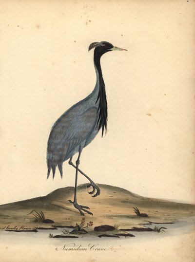 鹤小姐，Anthropoides virgo（努米底亚鹤，Ardea virgo）。 安和艾米丽·海耶斯 (Ann and Emily Hayes) 的手绘铜版插图，取自威廉·海耶斯 (William Hayes) 的《奥斯特利公园动物园珍稀鸟类肖像》。 作者 威廉·海斯