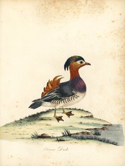鸳鸯。(中国鸳鸯）威廉-海斯（William Hayes）为《奥斯特里公园珍奇鸟类肖像》（Portraits of Rare and Curious Birds from the Menagery of Osterly Park）绘制的插图的手工彩色铜版雕刻，伦敦：布尔默出版社。 作者 威廉·海斯