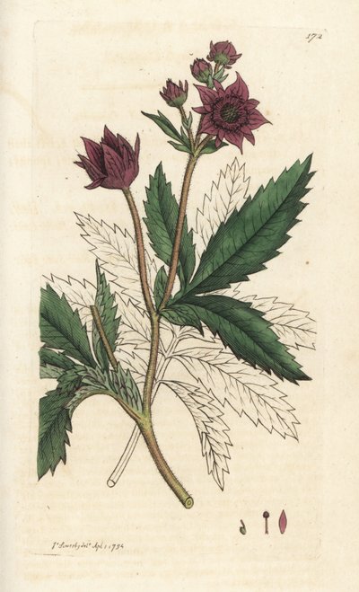 沼泽五叶草，科马鲁姆沼泽。詹姆斯-索尔比（James Sowerby）的手工彩色铜版雕刻，选自伦敦詹姆斯-史密斯的《英国植物学》。 作者 威廉·海斯