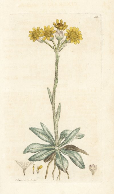 山蒿草，Tephroseris integrifolia (Cineraria integrifolia)。 詹姆斯·索尔比 (James Sowerby) 手工上色铜版雕刻，来自伦敦詹姆斯·史密斯英国植物学 (James Smith