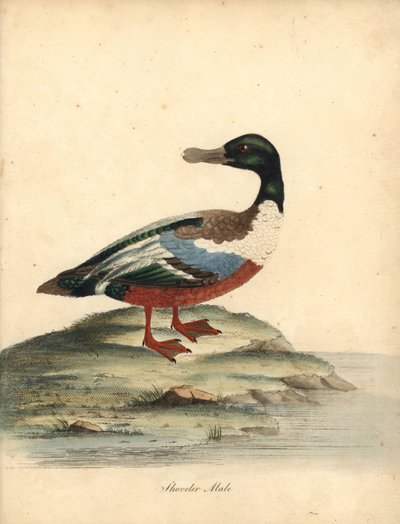 北铲鹬，Anas clypeata，雄性。 威廉·海耶斯 (William Hayes) 的手绘铜版插图，来自《奥斯特利公园动物园中的稀有和好奇的鸟类肖像》（伦敦：布尔默） 作者 威廉·海斯