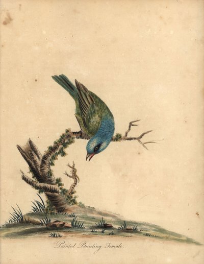 彩鹀，Passerina ciris，雌性。接近威胁。威廉-海斯（William Hayes）为《奥斯特里公园珍稀奇特鸟类肖像》（伦敦：Bulmer）中的一幅插图绘制的手工彩色铜版画。 作者 威廉·海斯