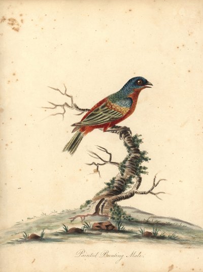 彩鹀，Passerina ciris，雄性。接近威胁。威廉-海斯（William Hayes）为《奥斯特里公园珍稀奇特鸟类肖像》（伦敦：Bulmer）中的一幅插图绘制的手工彩色铜版画。 作者 威廉·海斯