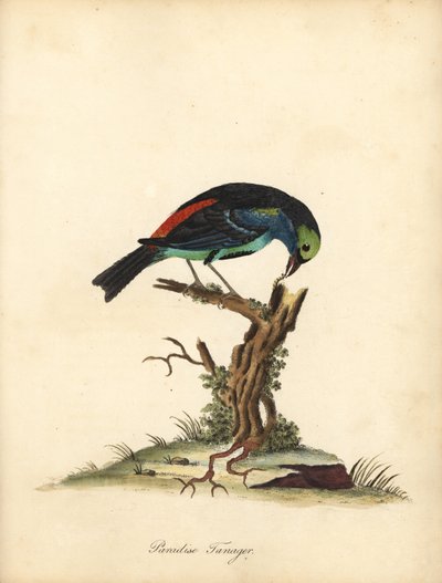 天堂唐纳雀，Tangara chilensis。 (Tanagra tatao) 手绘铜版雕刻威廉·海耶斯 (William Hayes) 的插图，选自奥斯特利公园动物园中的稀有和好奇的鸟类肖像（伦敦：布尔默） 作者 威廉·海斯