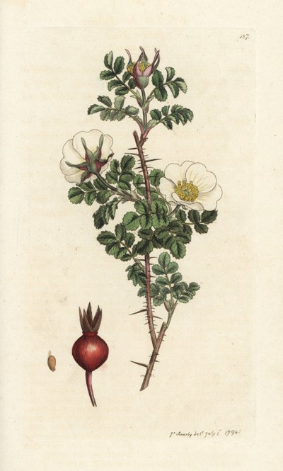 粉红蔷薇，Rosa spinosissima。詹姆斯-索尔比（James Sowerby）的手工彩色铜版雕刻，选自詹姆斯-史密斯的《英国植物学》，伦敦 作者 威廉·海斯