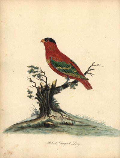 纯鼻百合，Lorius domicella。濒危。黑帽百灵，Psittacus domicilla。威廉-海斯（William Hayes）为《奥斯特里公园珍稀奇特鸟类肖像》（伦敦：Bulmer）中的一幅插图绘制的手工彩色铜版画。 作者 威廉·海斯