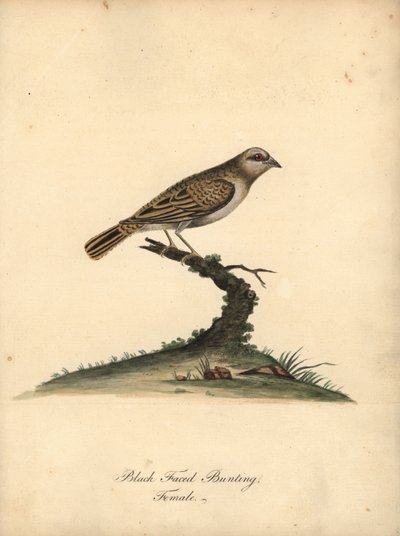 红嘴奎利亚雀（学名：Quelea quelea），雌性。 （黑面彩旗，Embereza quelea）威廉·海耶斯（William Hayes）手绘插图铜版雕刻，来自奥斯特利公园动物园的稀有和好奇鸟类肖像（伦敦：布尔默） 作者 威廉·海斯