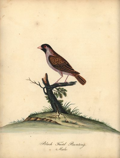 红嘴皇后鸟，雄。 (Black-faced bunting, Embereza quelea) 威廉-海斯（William Hayes）手绘铜版画插图（选自《奥斯特利公园珍奇鸟类肖像》）（伦敦：Bulmer）。 作者 威廉·海斯