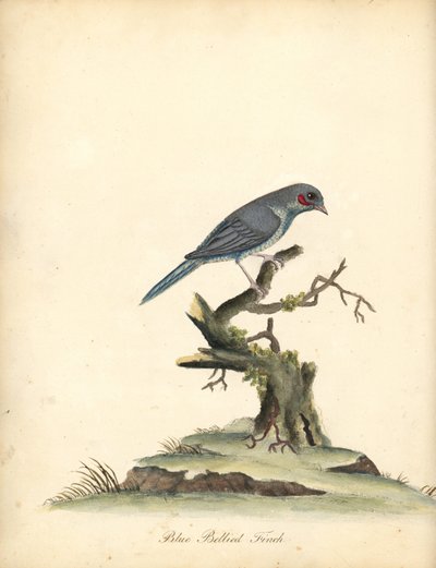 红颊科登布鲁 (Uraeginthus begalus)。 （蓝腹雀，Fringilla benghalus。）威廉·海耶斯 (William Hayes) 的手绘铜版插图，来自奥斯特利公园动物园的稀有和好奇鸟类肖像（伦敦：布尔默） 作者 威廉·海斯