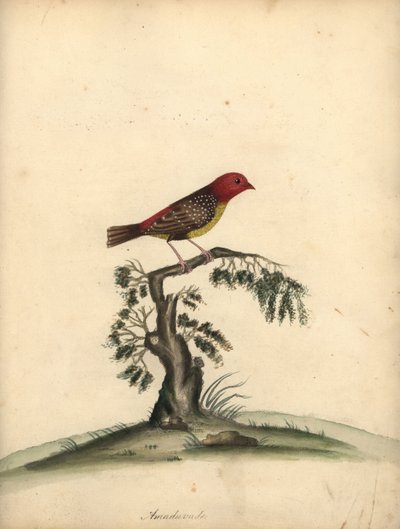 Red avadavat，Amandava amandava。 (Amaduvade, Fringilla amandava) 威廉-海斯（William Hayes）为奥斯特利公园门诊部的珍稀奇特鸟类肖像所绘插图的手工彩色铜版雕刻。 作者 威廉·海斯