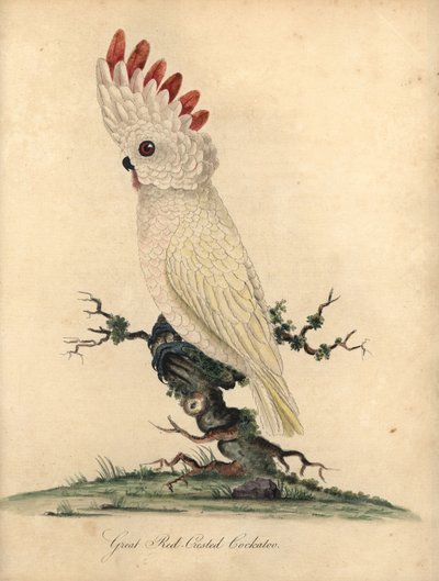 鲑冠或摩鹿加凤头鹦鹉，Cacatua moluccensis。(大红冠凤头鹦鹉）易危。威廉-海斯（William Hayes）为《奥斯特里公园珍稀奇特鸟类肖像》（伦敦：Bu. 作者 威廉·海斯