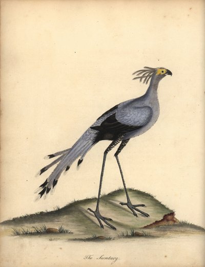 秘书鸟，射手座蛇。 易受伤害的。 （Falco serpentarius）威廉·海斯（William Hayes）绘制的手绘铜版插图，来自奥斯特利公园动物园的稀有和好奇的鸟类肖像。 作者 威廉·海斯