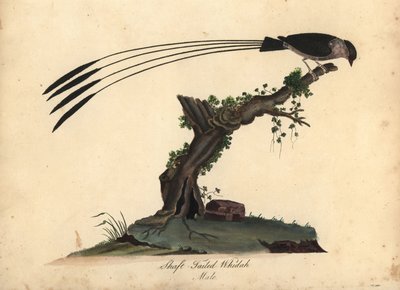 鞘尾白鹳（Vidua regia）。(Shaft-tailed whidah, Emberiza regia) 威廉-海斯（William Hayes）和他的女儿 M（玛蒂尔达）为伦敦奥斯特里公园的珍稀奇特鸟类肖像所绘插图的手工彩色铜版雕刻： 作者 威廉·海斯