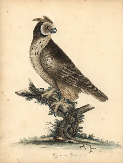 短耳鸮，Asio flammeus。 （弗吉尼亚耳鸮）威廉·海耶斯和他的女儿 M（玛蒂尔达）手绘插图的铜版雕刻，来自伦敦奥斯特利公园动物园的稀有和好奇鸟类的肖像：布尔默 作者 威廉·海斯