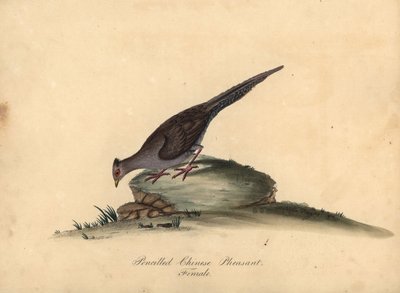 银雉，Lophura nycthemera，雌（笔雉，Phasianus nycthemerus），手工彩色铜版画，插图来自威廉-海斯的《奥斯特利公园门诊部珍稀奇特鸟类肖像》中的玛蒂尔达-海斯、 作者 威廉·海斯