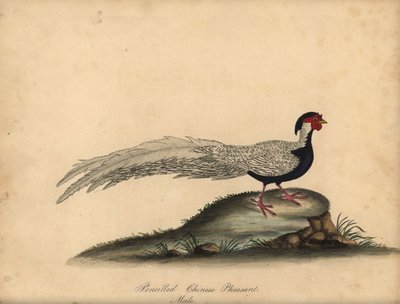 白鹇，雄。 C. Hayes 所绘插图的手工彩色铜版雕刻，该插图出自 William Hayes 的《伦敦奥斯特利公园门诊部珍稀奇特鸟类肖像》。 作者 威廉·海斯