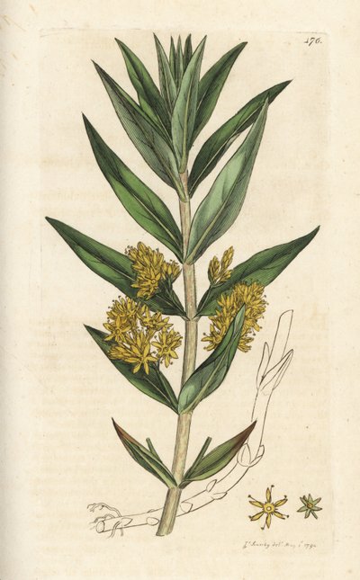 簇绒珍珠菜，Lysimachia thyrsiflora。 詹姆斯·索尔比 (James Sowerby) 手工上色铜版雕刻，来自伦敦詹姆斯·史密斯英国植物学 (James Smith