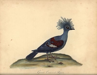 Western crowned pigeon, Goura cristata.(大冠印度鸽，Columba coronata）。易危。威廉-海斯（William Hayes）为《奥斯特里公园珍稀奇特鸟类肖像》（伦敦，伦敦，1984 年）中的插图绘制的手工彩色铜版画： 作者 威廉·海斯