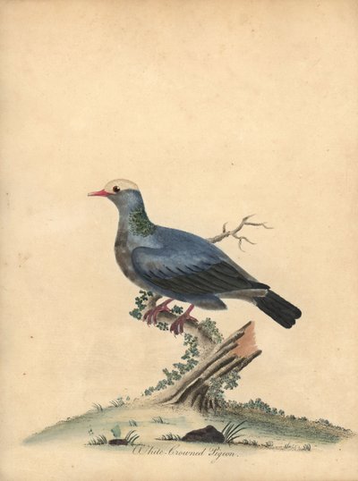 白冠鸽，Patagioenas leucocephala。 近乎受到威胁。 (Columba leucocephala) 威廉·海耶斯 (William Hayes) 手绘的铜版插图，来自《奥斯特利公园动物园珍稀鸟类肖像》。 作者 威廉·海斯