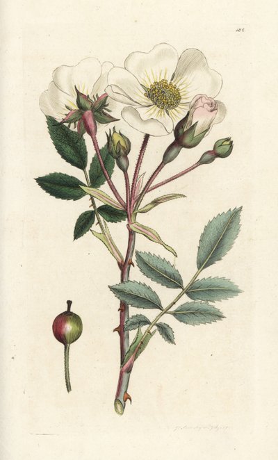 白狗蔷薇，Rosa arvensis。詹姆斯-索尔比（James Sowerby）的手工彩色铜版雕刻，选自伦敦詹姆斯-史密斯（James Smith）的《英国植物学》（English Botany）。 作者 威廉·海斯