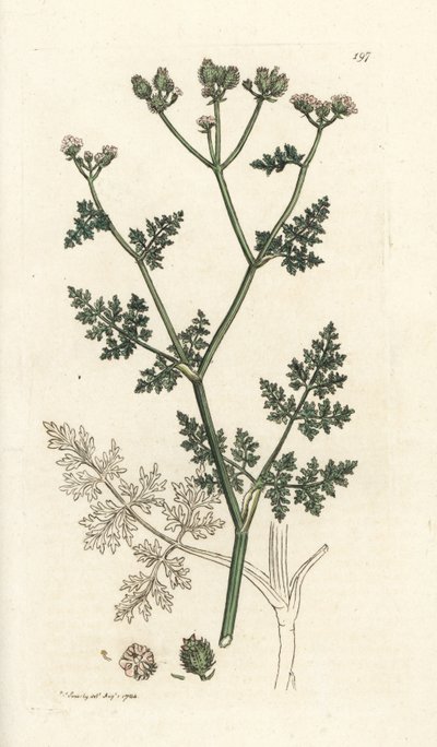 白色蕾丝花，Orlaya grandiflora（小芹菜或巴萨德芹，Caucalis daucoides）。詹姆斯-索尔比（James Sowerby）根据伦敦詹姆斯-史密斯（James Smith）的《英国植物学》绘制的手绘铜版画 作者 威廉·海斯