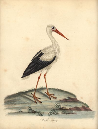白鹳，Ciconia ciconia。(Ardea ciconia) 威廉-海斯（William Hayes）和玛蒂尔达-海斯（Matilda Hayes）根据威廉-海斯（William Hayes）《奥斯特利公园门诊部珍稀奇特鸟类肖像》中的插图绘制的手工彩色铜版画，伦敦：布尔默 作者 威廉·海斯