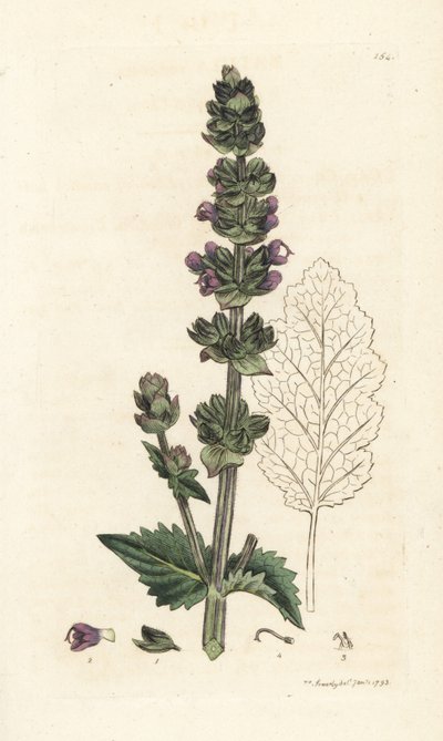 野生英国快乐鼠尾草，Salvia verbenaca。 詹姆斯·索尔比 (James Sowerby) 手工上色铜版雕刻，来自伦敦詹姆斯·史密斯英国植物学 (James Smith