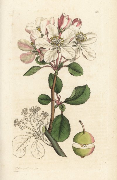 野苹果或蟹树，苹果 (Pyrus malus)。 詹姆斯·索尔比 (James Sowerby) 手工上色铜版雕刻，来自伦敦詹姆斯·史密斯英国植物学 (James Smith
