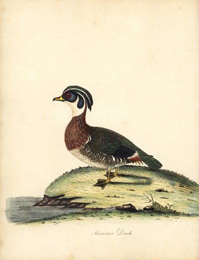 鸳鸯，Aix sponsa。 （夏鸭，Anas sponsa。）威廉·海耶斯 (William Hayes) 手绘插图，来自奥斯特利公园动物园珍稀和好奇鸟类的肖像（伦敦：布尔默） 作者 威廉·海斯