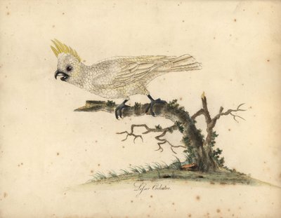 黄冠凤头鹦鹉，Cacatua sulfurea 极度濒危。 （小白凤头鹦鹉）威廉·海斯 (William Hayes) 手绘的铜版插图，来自《奥斯特利公园动物园珍稀和好奇鸟类的肖像》。 作者 威廉·海斯