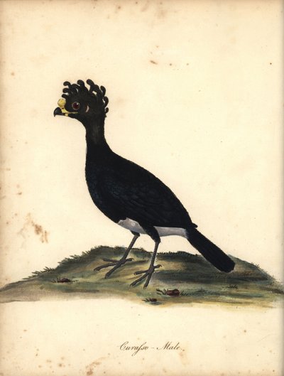 黄腹疣鼻天鹅，雄性。 黄腹疣鼻天鹅（Curasso, Crax globicera）濒临灭绝。C. Hayes 的插图的手工彩色铜版雕刻，选自 William Hayes 的《奥斯特利公园珍稀奇特鸟类肖像》（伦敦：伦敦大学出版社，2011 年）： 作者 威廉·海斯