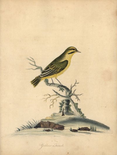 黄雀，Fringilla butyracea。灭绝了吗？威廉-海斯（William Hayes）为《奥斯特里公园珍稀奇特鸟类肖像》（伦敦：Bulmer）中的一幅插图绘制的手工彩色铜版画。 作者 威廉·海斯