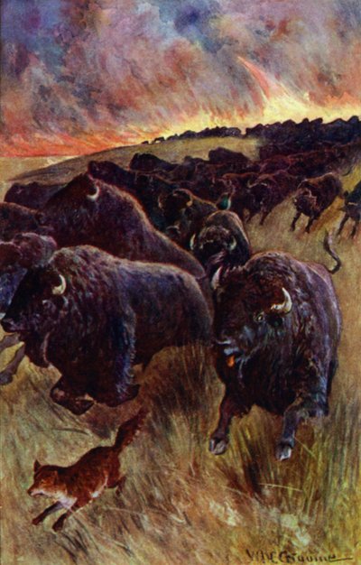 "I caught sight of a herd of buffalo dashing on to escape the flames" (colour litho) 作者 威廉·亨利·查尔斯·格鲁姆