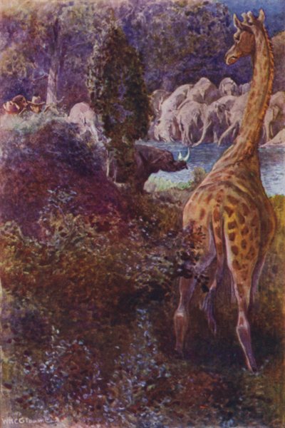 Illustration for The Gorilla Hunters by R M Ballantyne (colour litho) 作者 威廉·亨利·查尔斯·格鲁姆